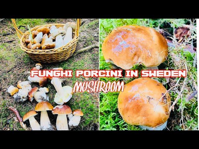 FUNGHI PORCINI IN SWEDEN 2022￼ |MUSHROOM PICKING | PORCINI , FORAGING  PENNY BUN MUSHROOM