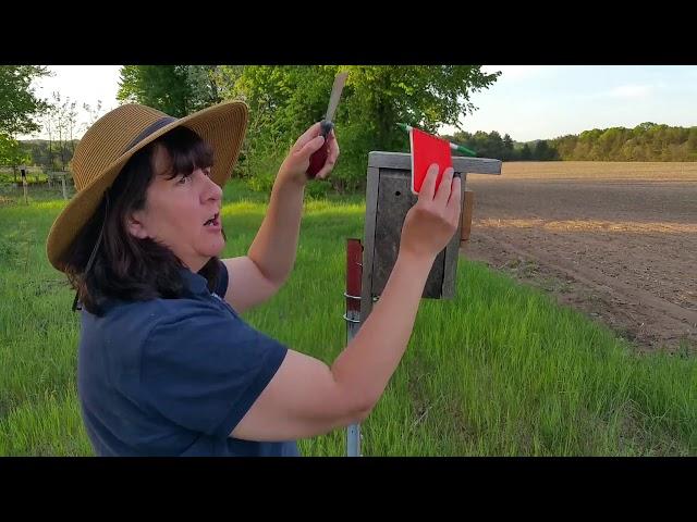 Checking the Bluebird Houses