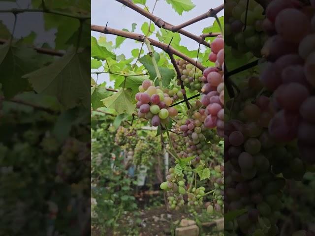 Anggur jupiter  Selalu Jadi favorit ....
