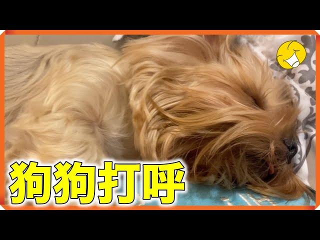 （狗狗打呼）你打呼也太大聲了吧...Dog snoring