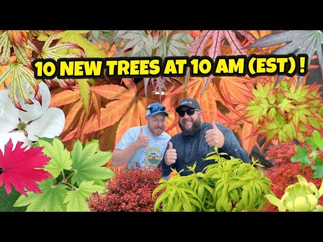 The Dracula 10 New Trees at 10AM (EST) | Japanese Maples listing on MrMaple