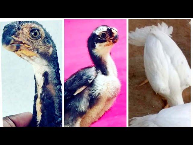 TOP 20 PARROT BEAK LONG TAIL ASEEL CHICKS