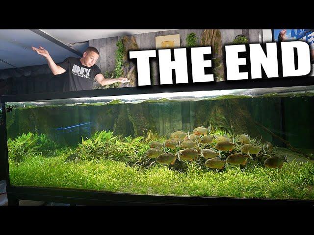 The 700G piranha aquarium is at RISK!!!