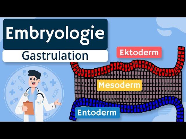 Embryologie - Gastrulation und Keimblätter einfach erklärt