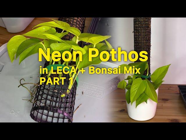 How To Grow Pothos In Leca Bonsai Mix (with Moss Pole) : PART 1