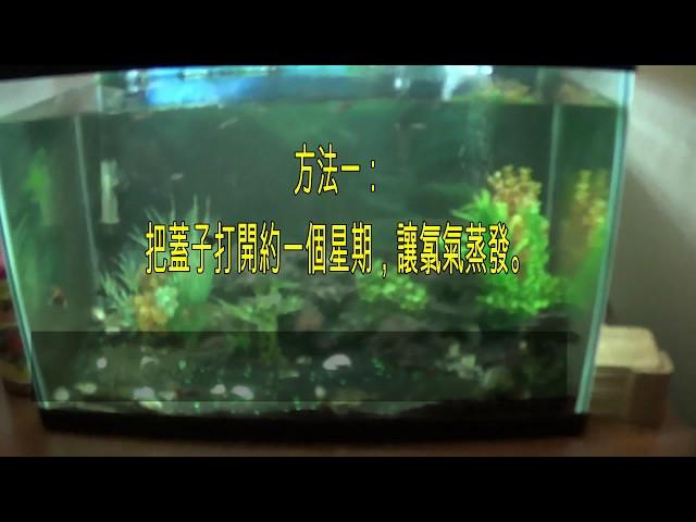 如何養殖非洲慈鯛魚（鸚鵡魚） -  基本指南