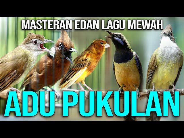 MASTERAN SADIS UNTUK MURAI BATU DAN BURUNG KICAU LAINNYA