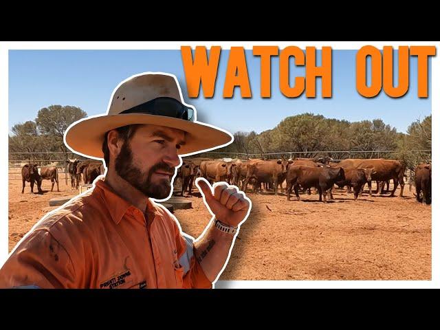 Return to the Rodeo: Mustering Season Begins!