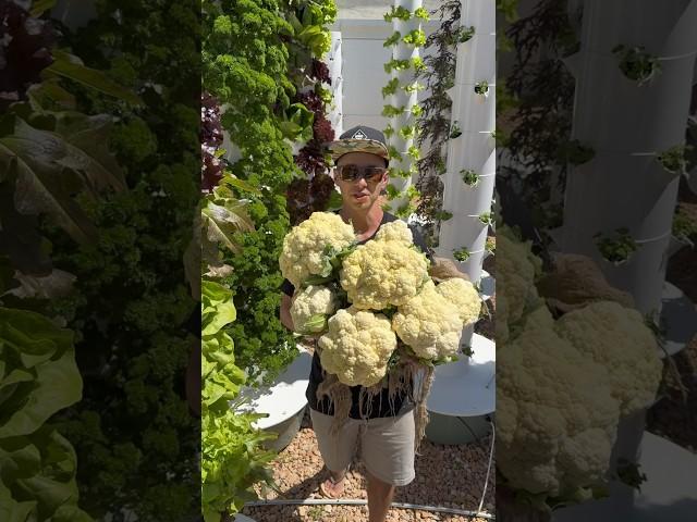 10 cauliflowers harvested from one aeroponic tower. #farming #gardening #verticalfarming