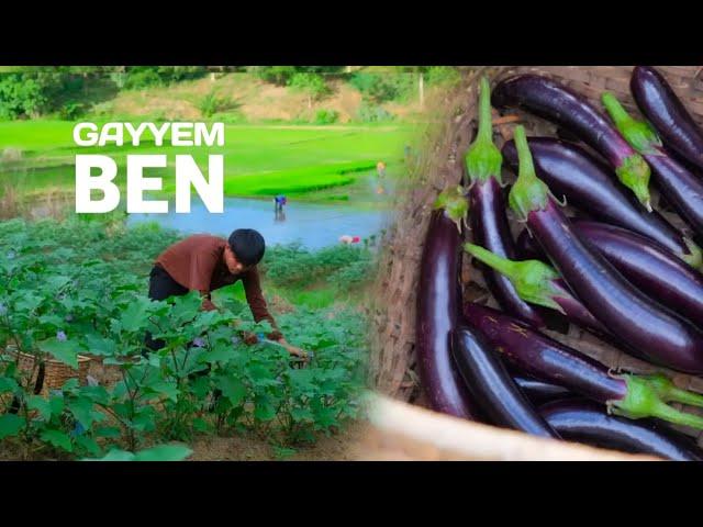 A bountiful EGGPLANT harvest! |  Cook eggplant in different ways!  [Gayyem Ben]