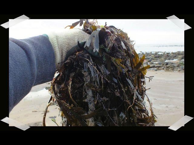 HGV seaweed fertilizer how to Compost Seaweed,  start to finish. Collect, mix, chop, compost.