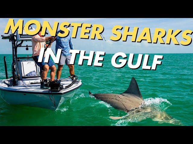 Fishing for HUGE SHARKS in the Gulf! | Saltwater Experience