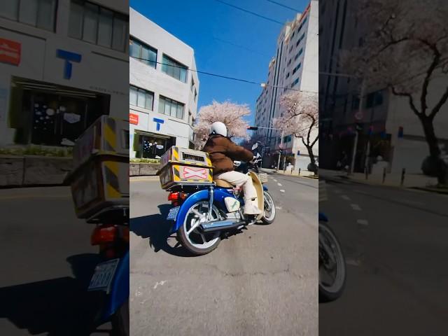 벚꽃터널 진입 / 오토바이 슈퍼커브 제주도 여행 / Motorcycle Supercub Jeju Tour #shorts