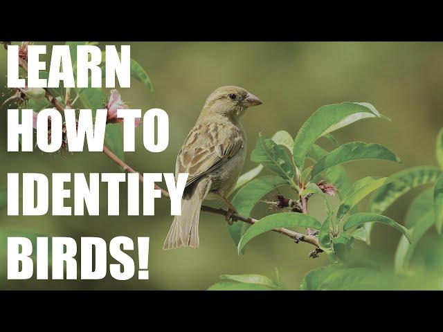 We Teach You an Easy Bird-Identifying App!