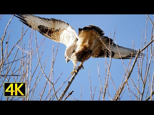 Der Raufußbussard (rough legged buzzard) [4K]