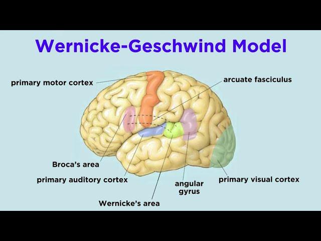 The Brain and Language