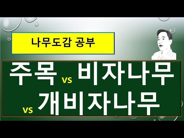 주목 vs 개비자나무 vs 비자나무 : 무엇이 서로 다를까?