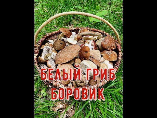 Белый гриб! Боровик!!! Это было летом, летом...