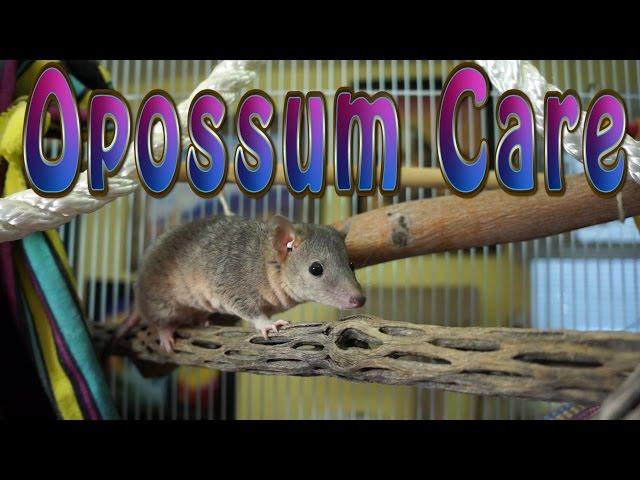 Opossum Care - Requested