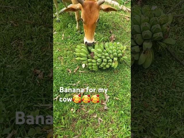 feeding banana for my cow #goodvibes #shortvideo #gutlaychannel