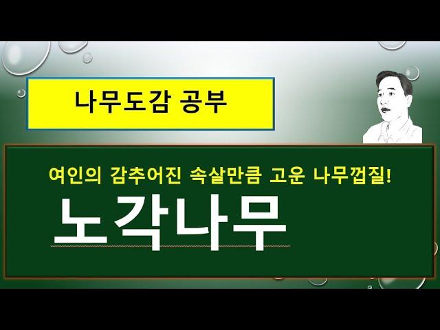 노각나무는 어떤 나무일까? : 여름에 피는 겨울 동백꽃