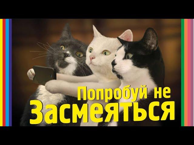 Попробуй не Засмеяться ‍⬛8 Минут Смеха #blackcatmajk #cute #funny#viral #viralvideo