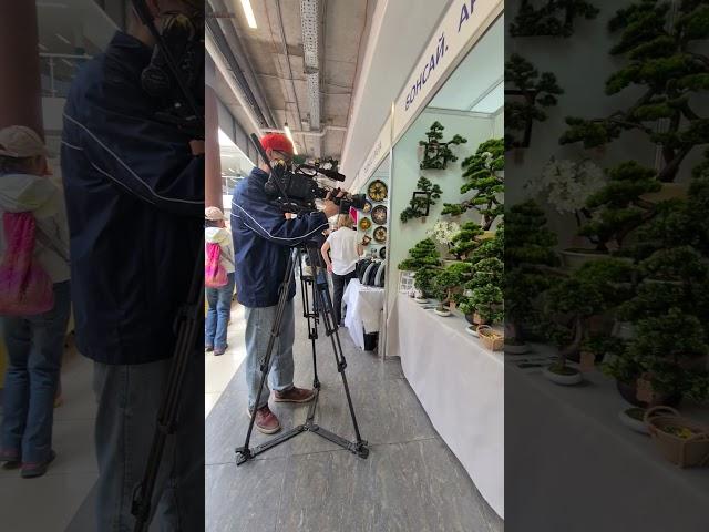 Бонсай под заказ.#bonsai  #декор #декор #интерьер #design #homedecor #дом #бонсай #озеленение #home