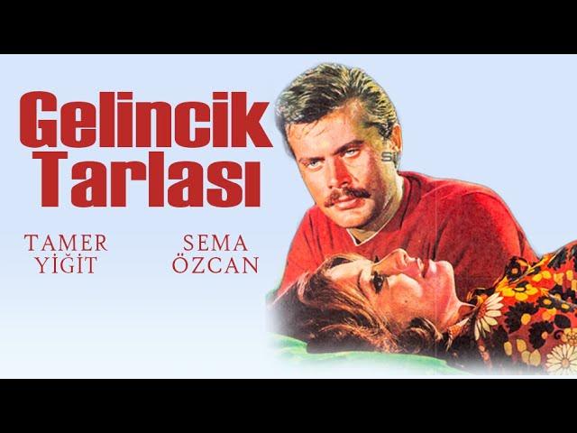 Gelincik Tarlası Türk Filmi | FULL | Tamer Yiğit | Sema Özcan