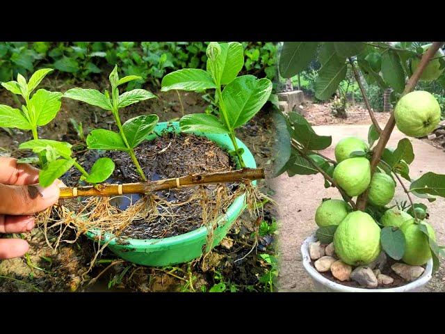 How To Grow Guava Tree Cutting Very Unique Techniques