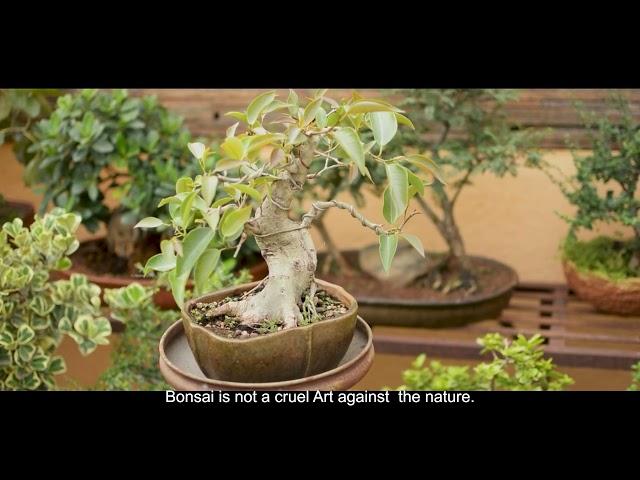 Bonsai - The Art of Life | Short Documentary Film