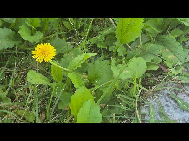 시시각각 자세를 달리하는 민들레의 신비한 자태-꽃이 열매가 되기까지 #민들레 #숲의언어 #숲해설 #숲에서한나절