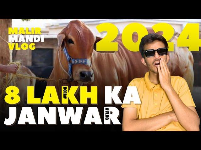 Bakra Eid 2024 | Qurbai | Mandi Vlog | MehdiCast