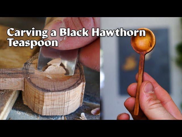 carving a teaspoon out of black hawthorn wood