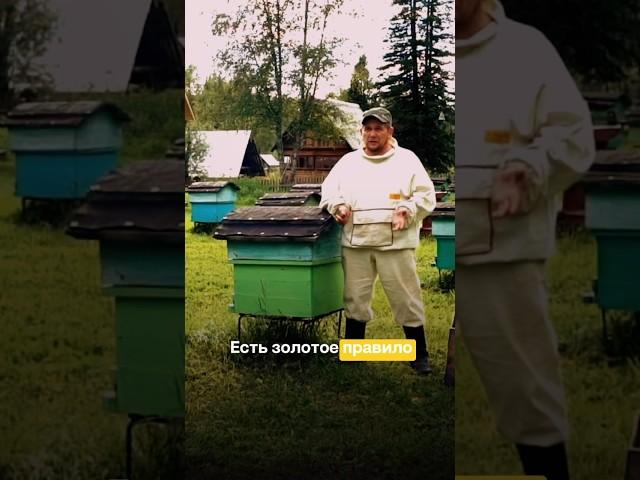 Семейная таежная пасека на Алтае в 10км от Телецкого озера ️ #мед #алтай #пасека #натуральныймед