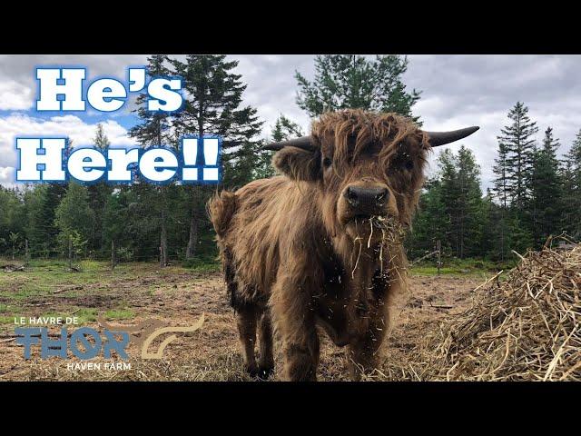 Highland Bull Joins Our Homestead