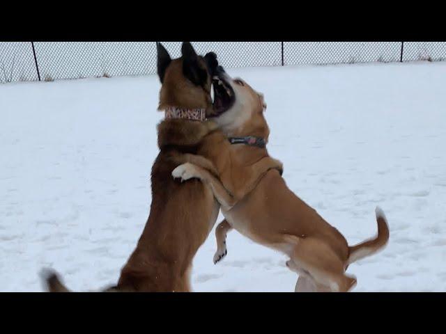 Pit Bull Mix Goes After Belgian Malinois