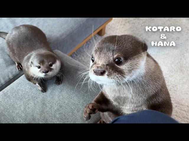 カワウソ達との寂しいお別れと感動的な再会　Otters’ Sad Farewell to Owner Turns to Happy Reunion