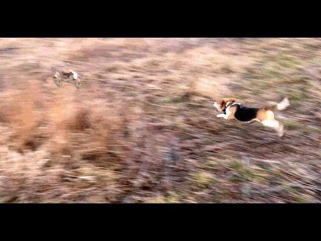 Skyview's Beagles Rabbit Hunting Northern WV Beagle Club FUn Run