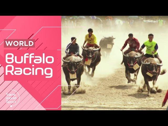 Thailand's Chonburi Buffalo Racing! | Trans World Sport