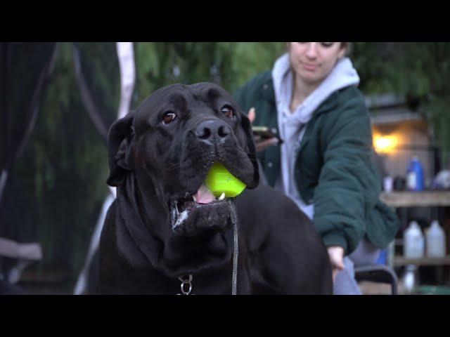 this is how you create a good relationship with your dog