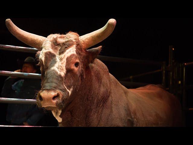 Bushwacker vs. Asteroid