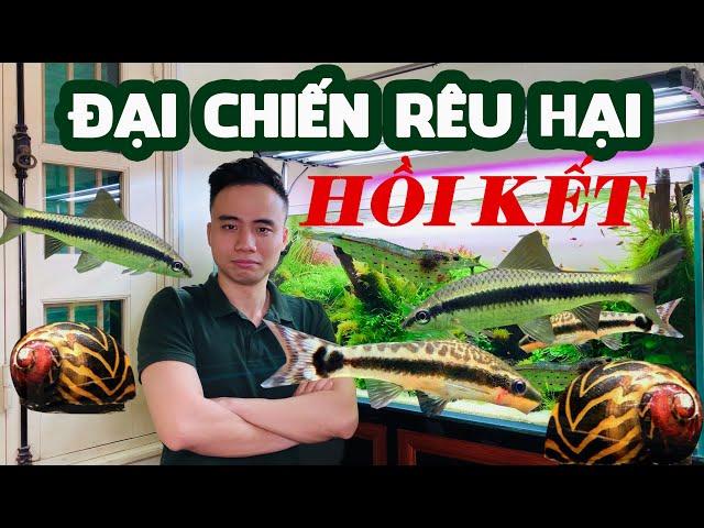 [Vlog Thuỷ sinh] Đại chiến rêu hại - Hồi kết #Greenhappiness