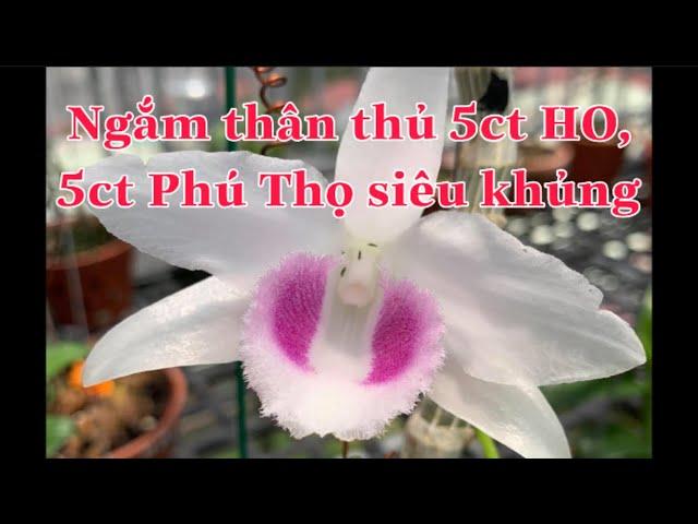 Ngắm 5ct HO, 5ct Phú Thọ siêu khủng...Hoa Lan Ba Miền