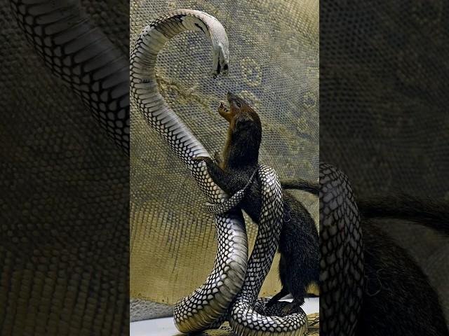 How Does The Mongoose Kill The Cobra ? #animals #shorts