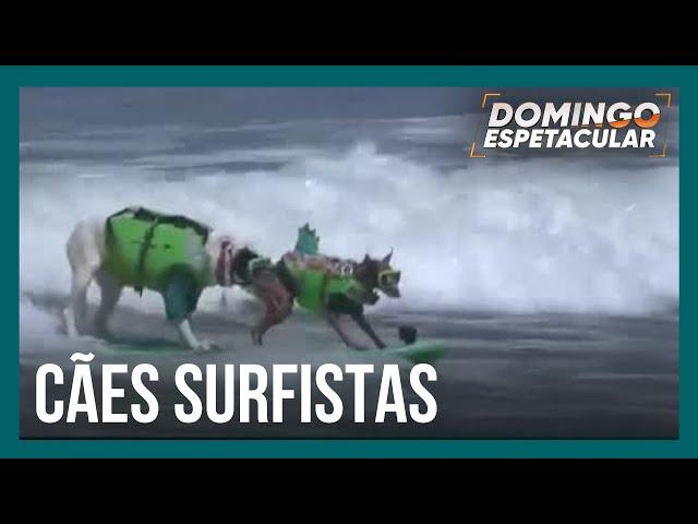 Cães mostram talento nas ondas em campeonato de surfe canino nos Estados Unidos