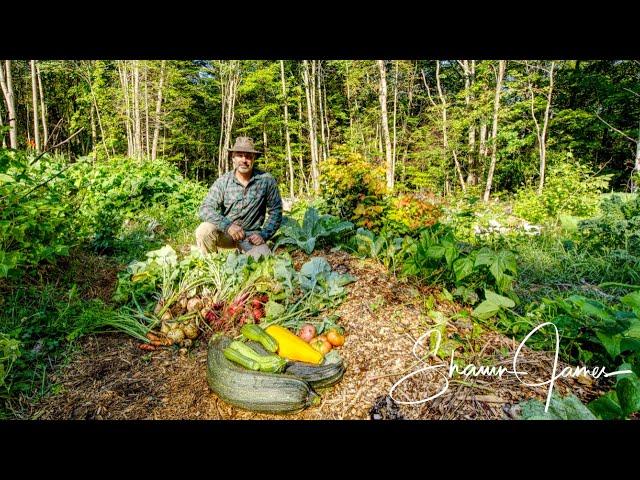 Vegetable Garden in the Forest, August Update | Self Sufficiency