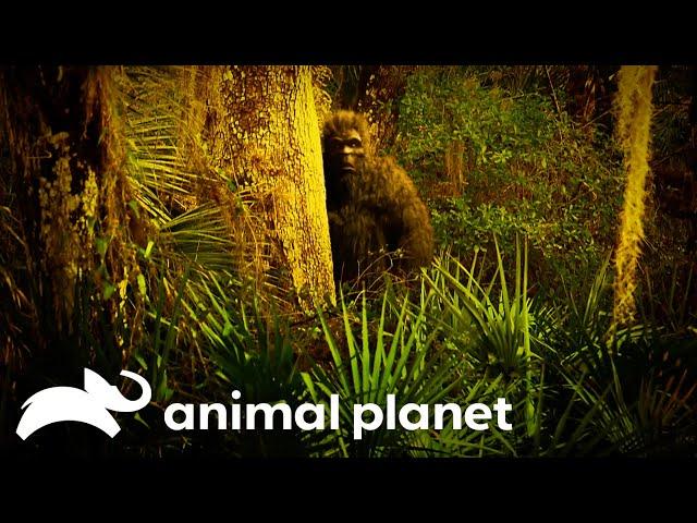 Investigating Squatch Encounters in Florida | Finding Bigfoot | Animal Planet