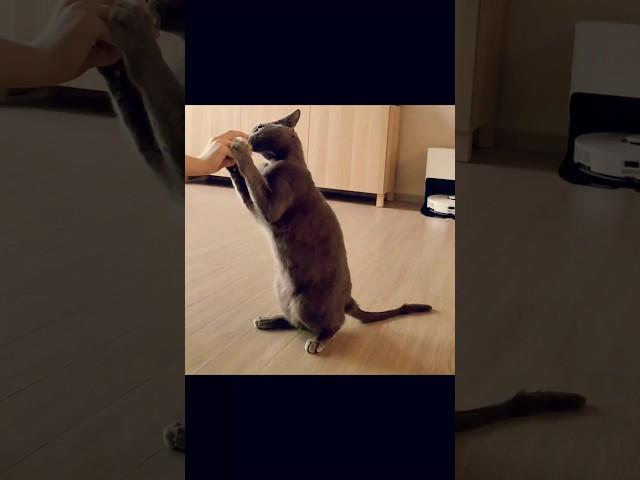 캣닢먹고 두발로 걸어보자!#고양이#집사#cat