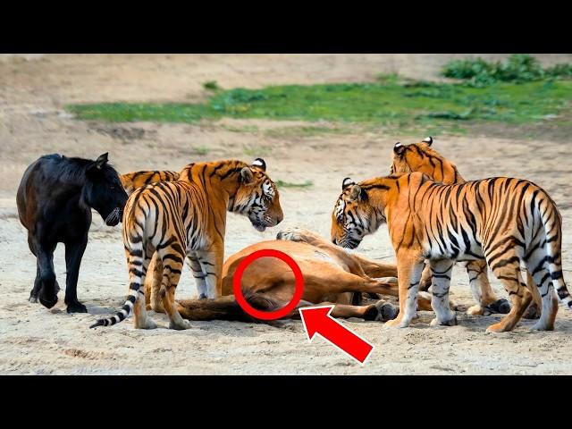 THE TIGERS TOOK THE FOAL OUT OF THE HORSE'S WOMB. WHAT HAPPENED NEXT WAS AMAZING!