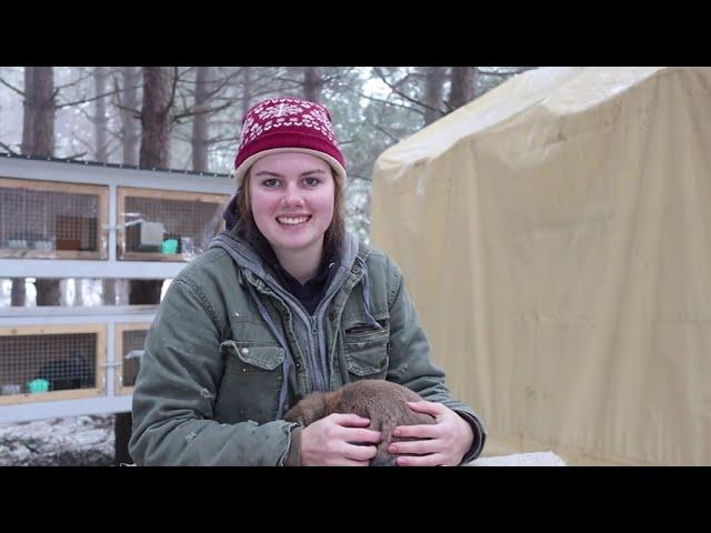 How To Assist A Doe For Breeding